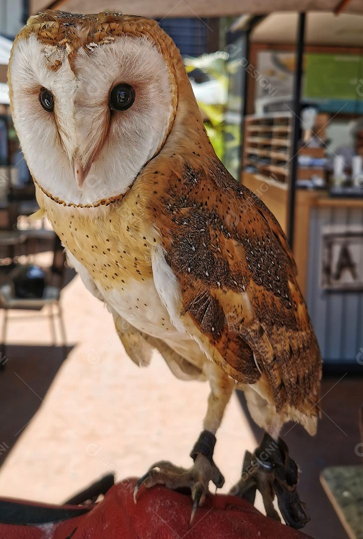 Vista frontal de uma linda coruja de igreja..