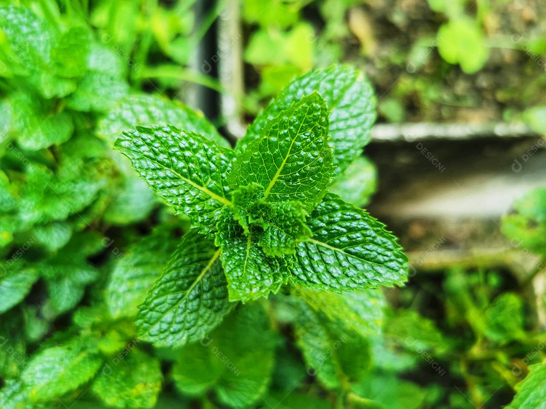 uma folha de hortelã sobre fundo verde..