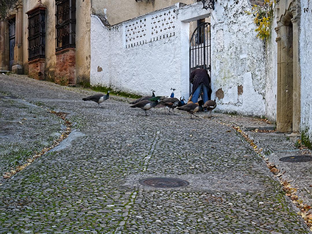Vista de pavões nas ruas de Ronda.