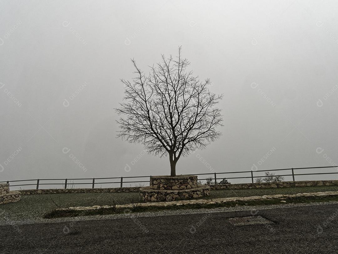 Vista da árvore morta com um fundo nebuloso.