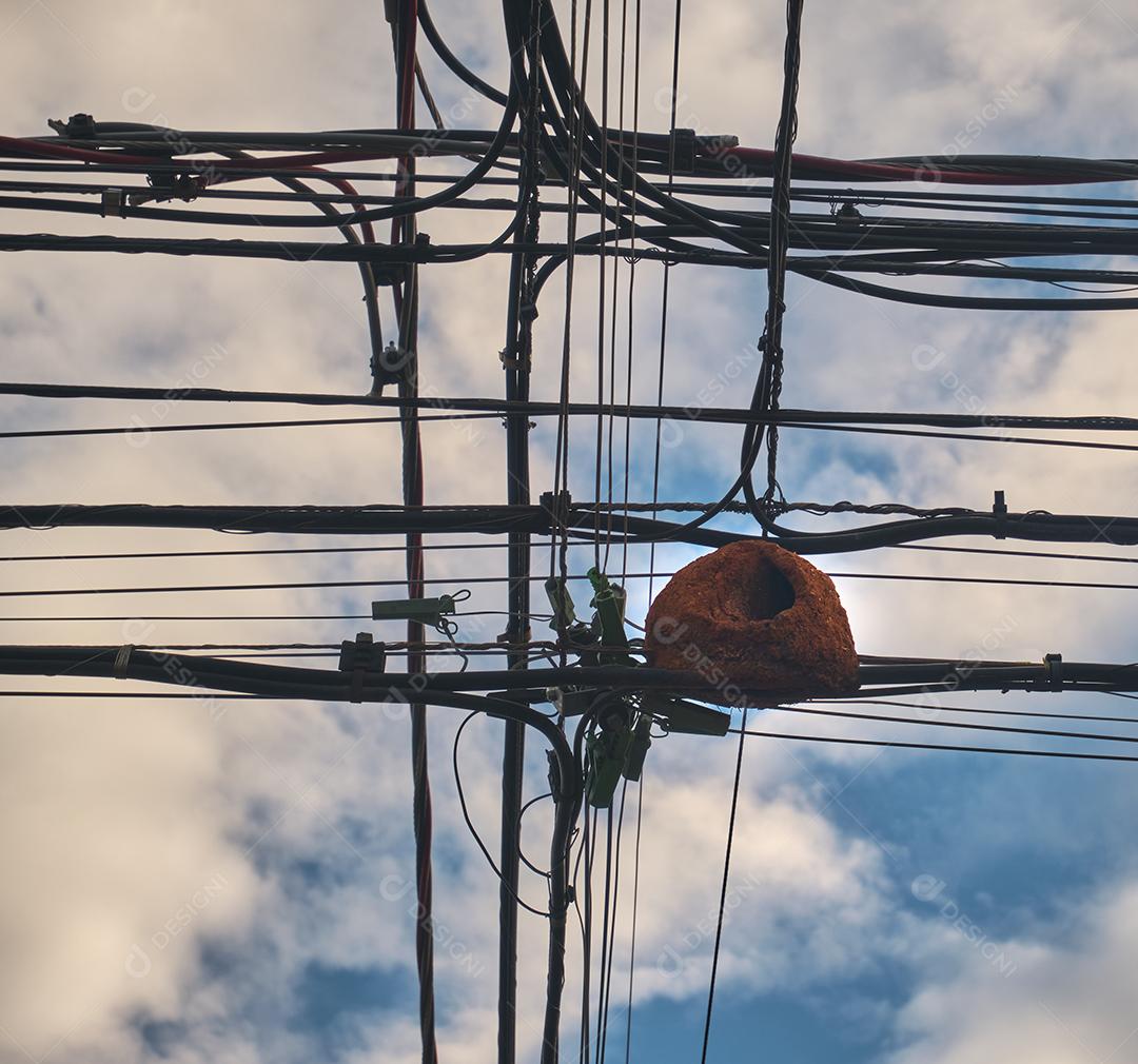 ninho de passarinho em cabos de comunicação