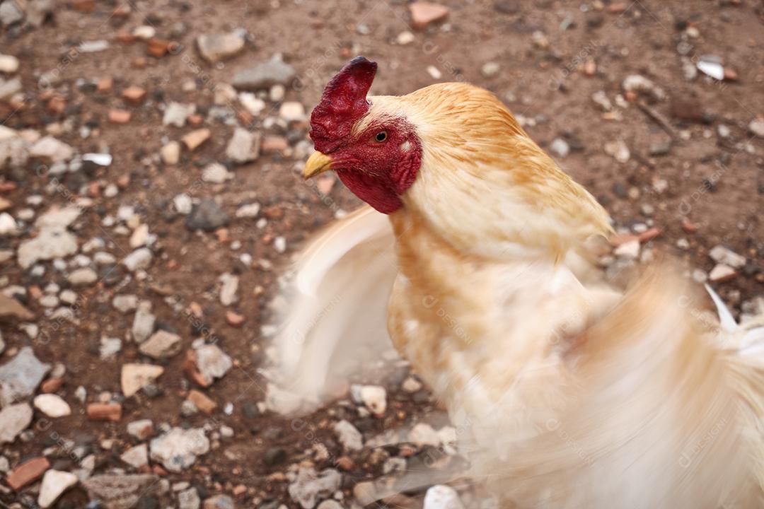 Vista do lindo galo branco na fazenda