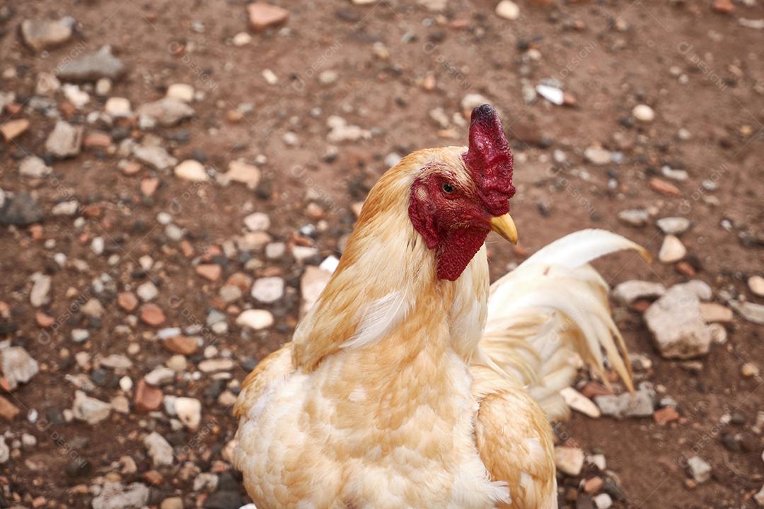 Vista do lindo galo branco na fazenda