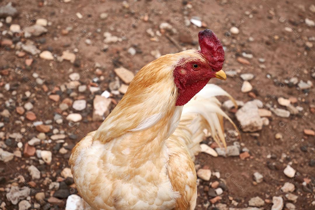 Vista do lindo galo branco na fazenda