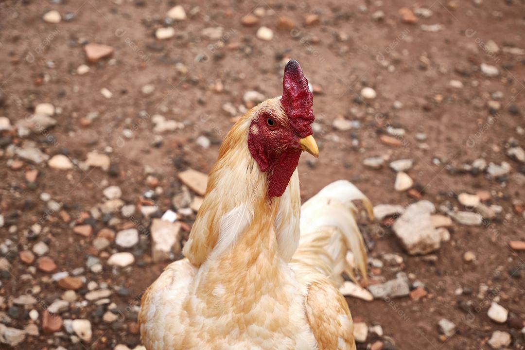 Vista do lindo galo branco na fazenda