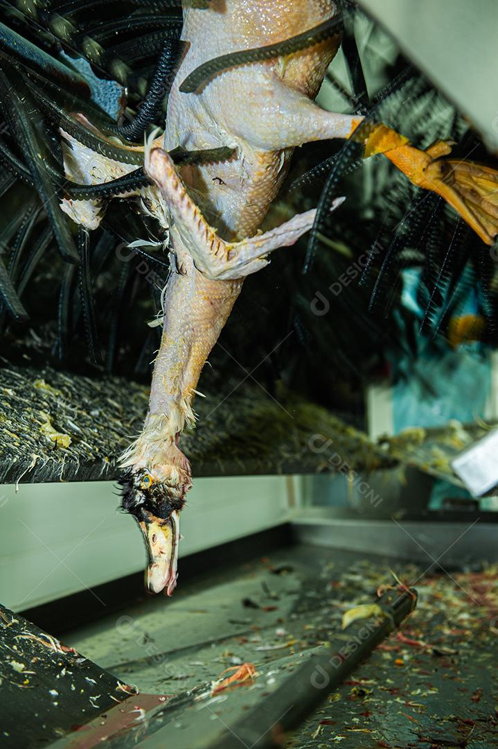 Indústria brasileira responsável pela produção de cortes nobres de patos inteiros localizada em Santa Catarina.