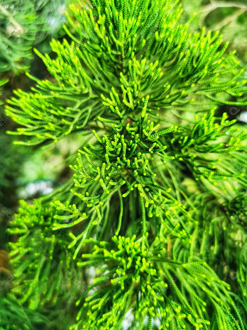 Feche a vista da textura verde da árvore de Natal..