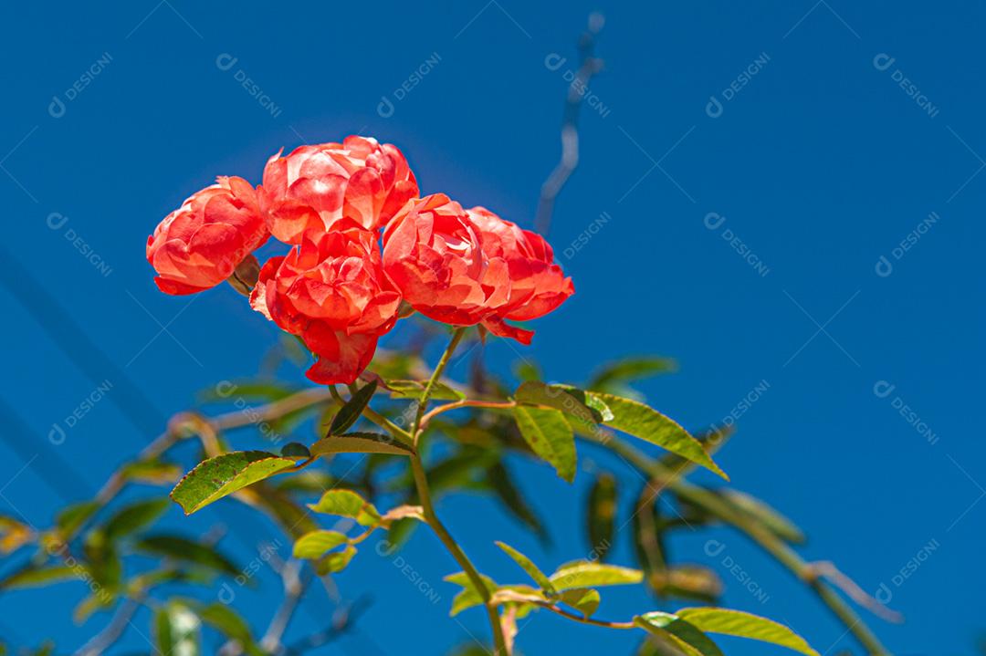 rosas spartan a luz do dia