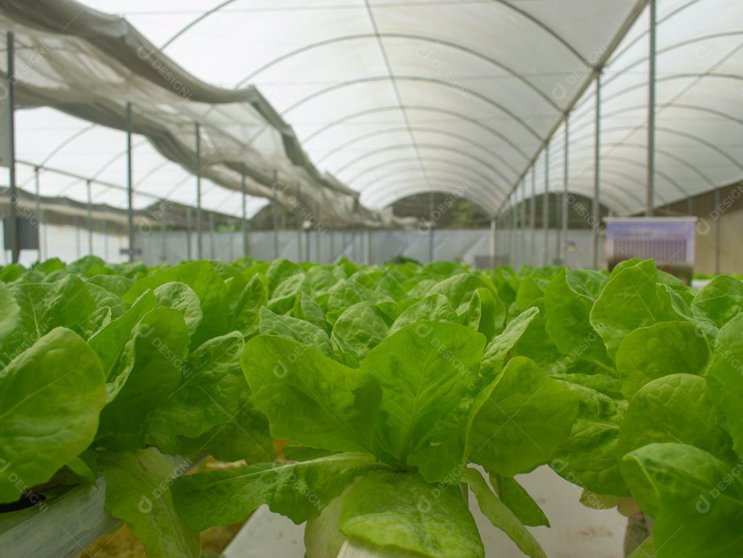 Vista de uma fazenda de alface de hidroponia