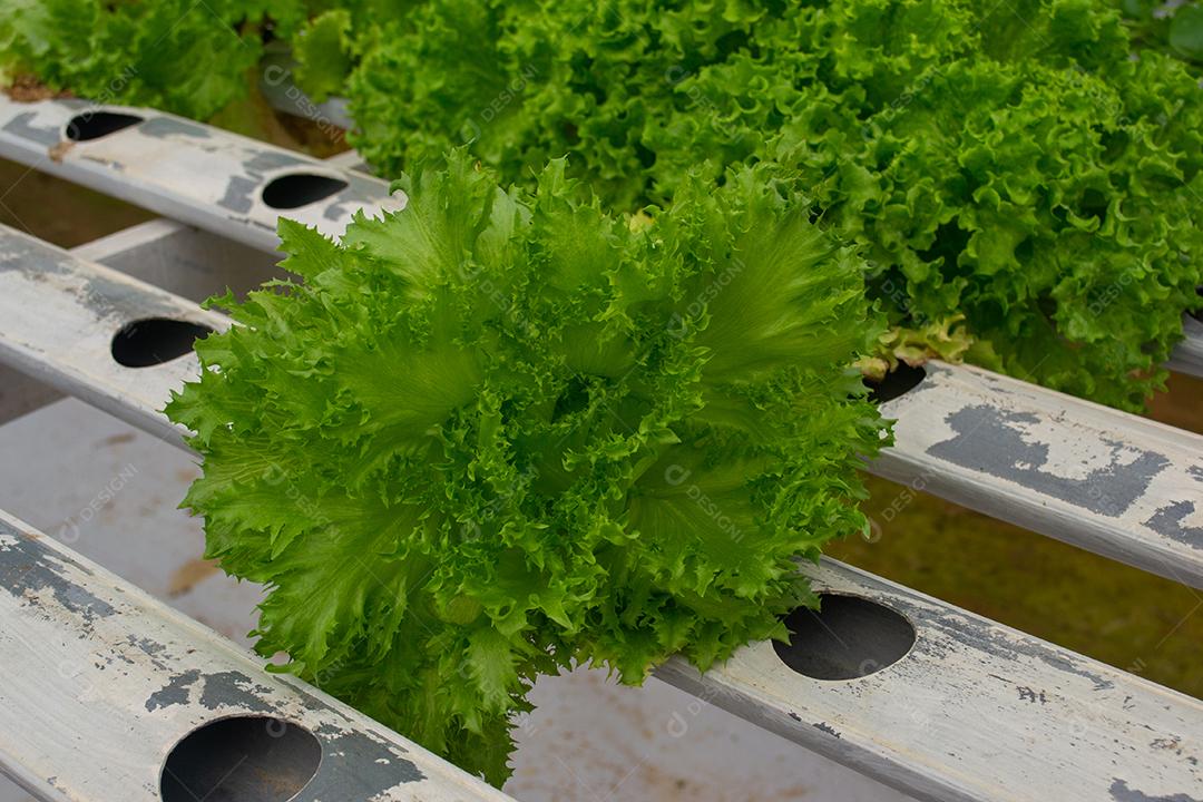Vista próxima de uma alface de hidroponia.
