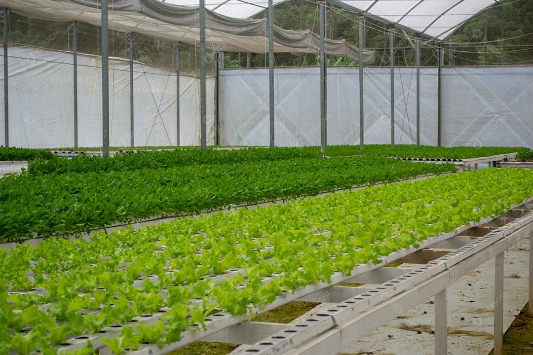 Vista de uma fazenda de vegetais verdes de hidroponia.