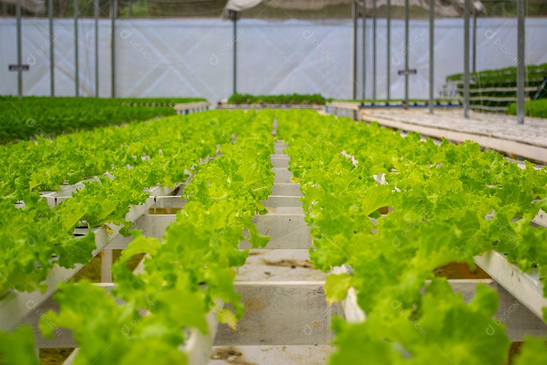Vista de uma fazenda de vegetais verdes de hidroponia.