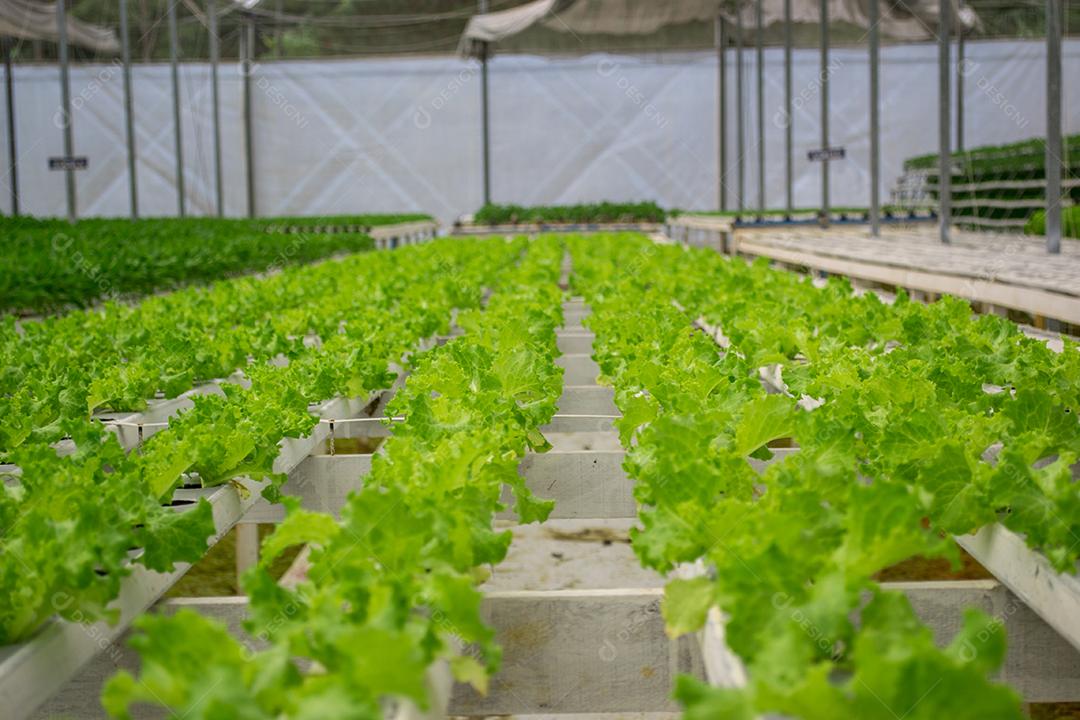 Vista de uma fazenda de vegetais verdes de hidroponia.