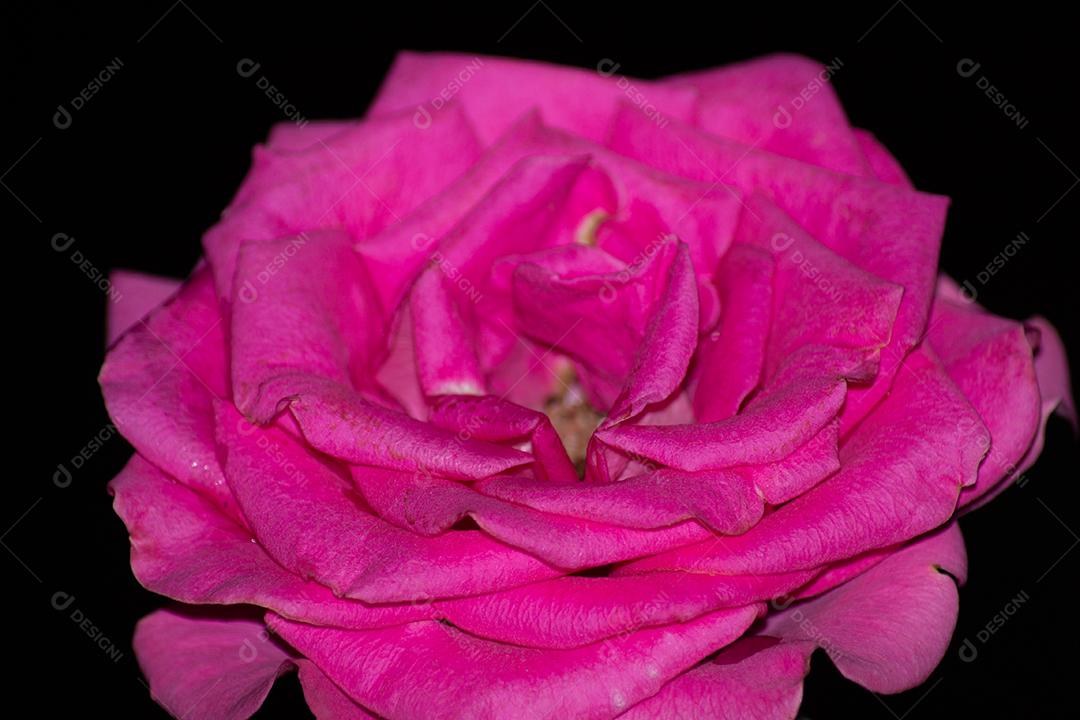 Vista da bela rosa isolada no fundo preto.