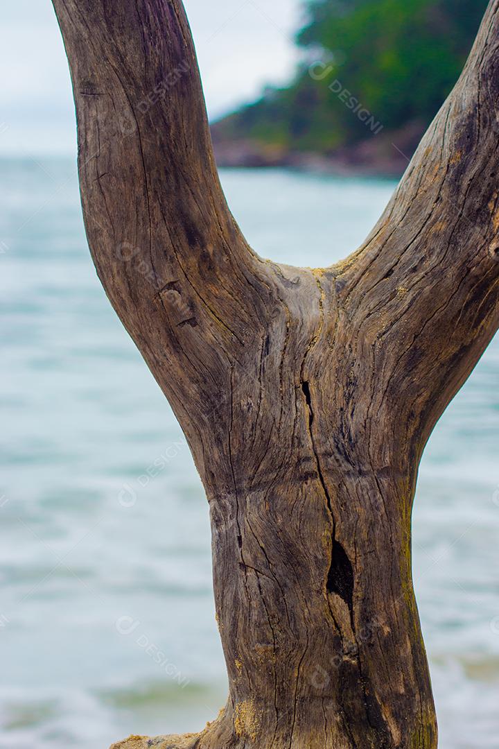 vista do mar e da floresta através do tronco de árvore.