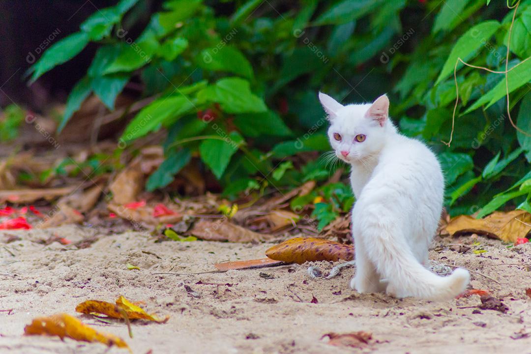 Vista do lindo gato branco na natureza.