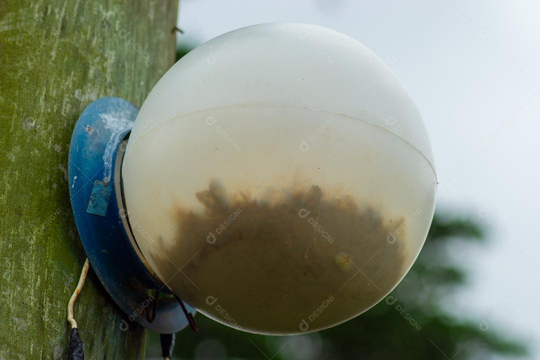 Vista da lâmpada de rua cheia de insetos dentro.