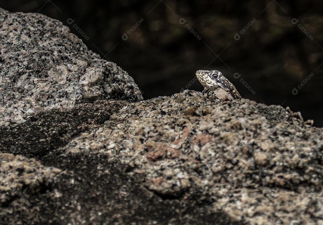 Vista da pequena cabeça de lagarto entre rochas.