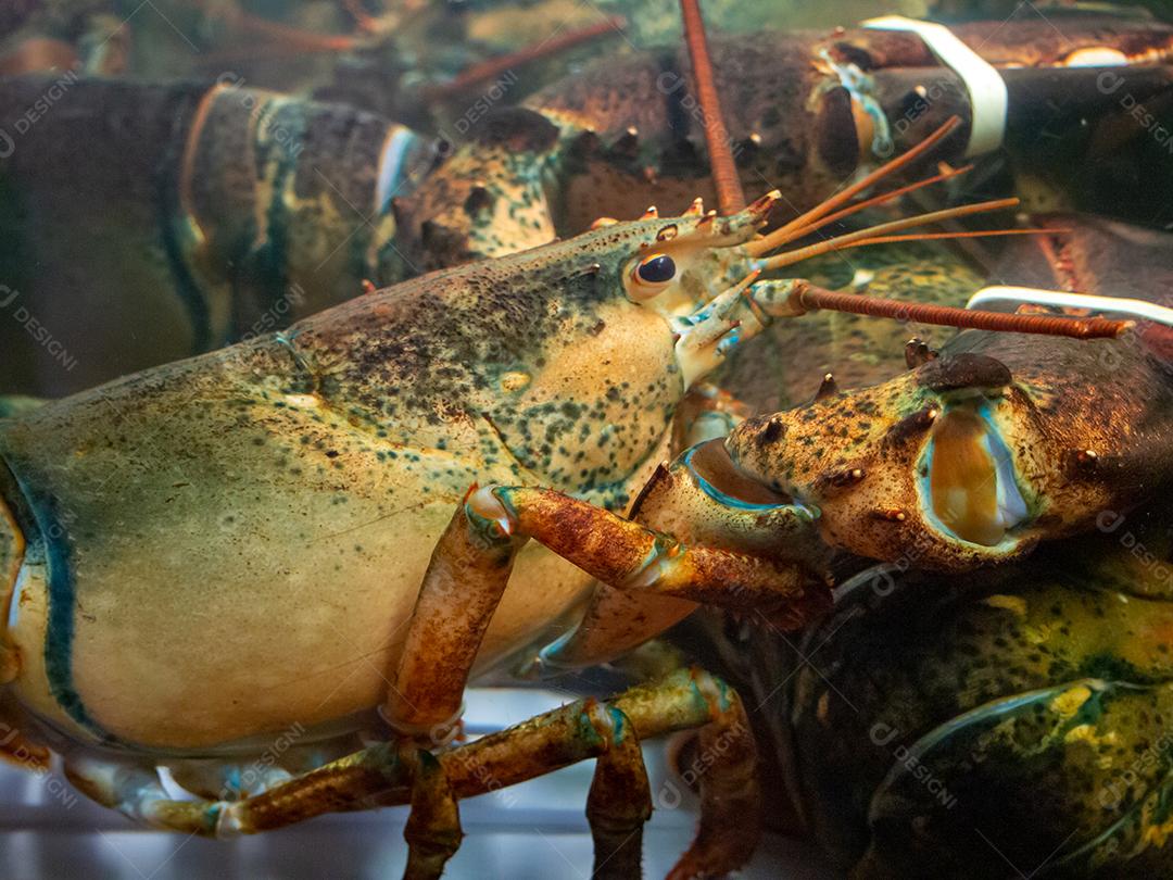 Vista de lagostas no aquário do restaurante.