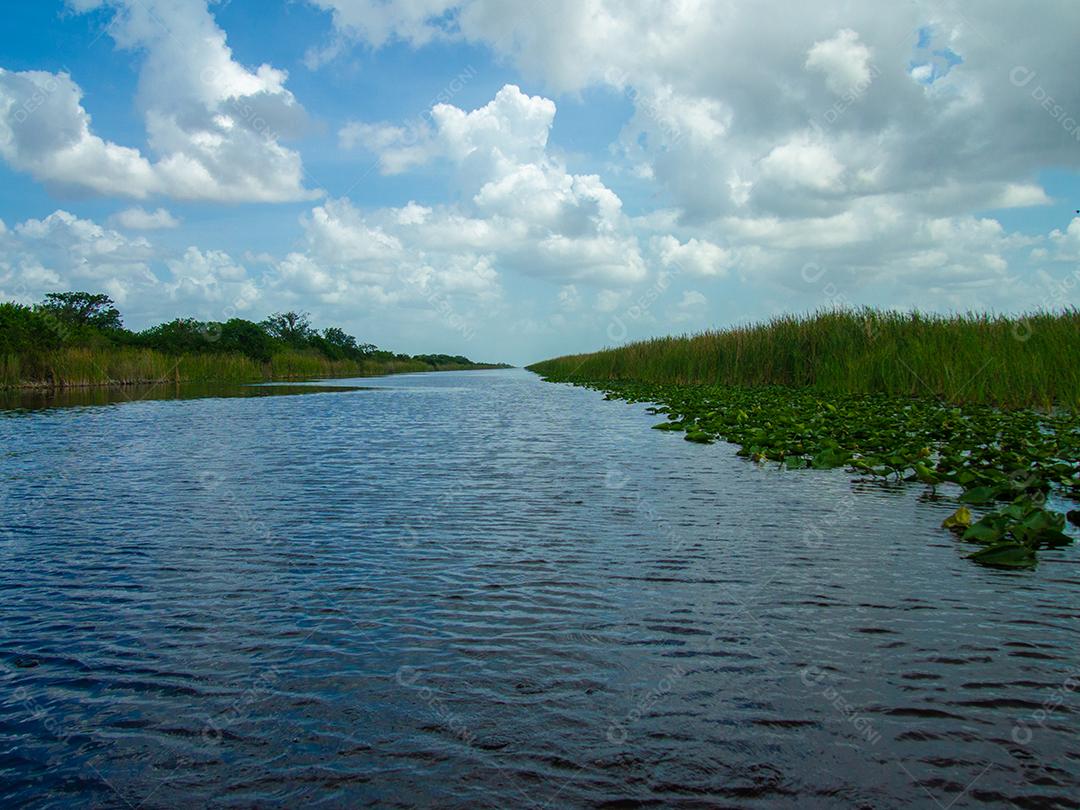 Uma bela vista do pântano no verão.