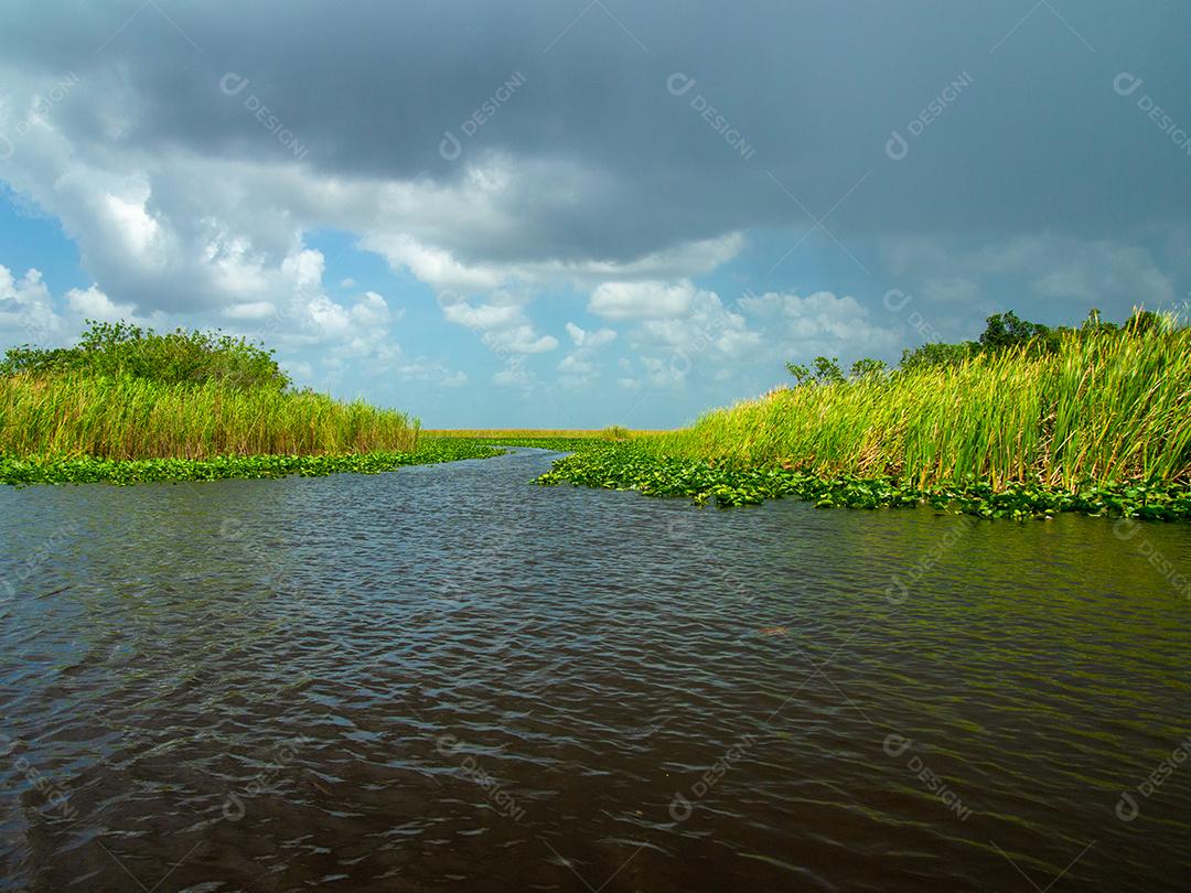 Uma bela vista do pântano no verão.