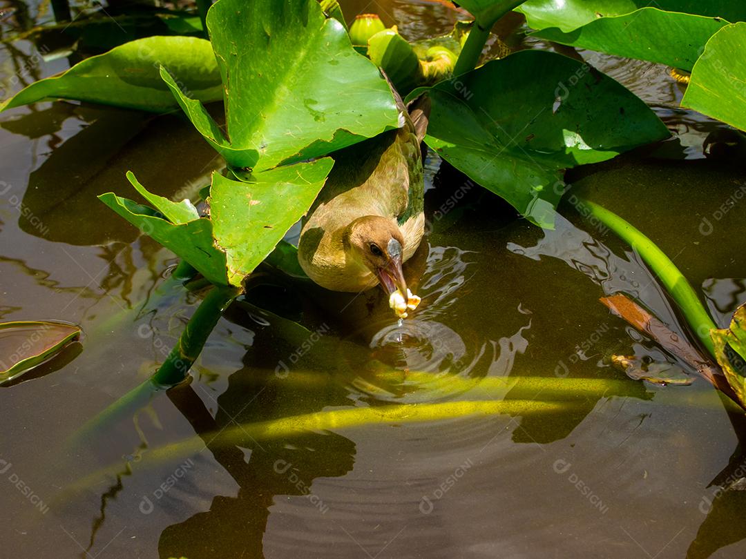 Vista de um belo pássaro comendo uma pipoca no pântano.