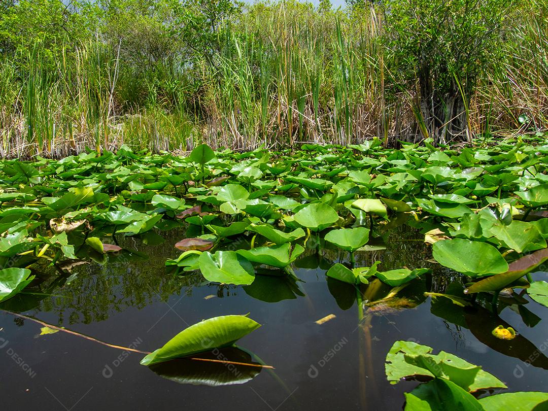 Uma bela vista do pântano no verão.