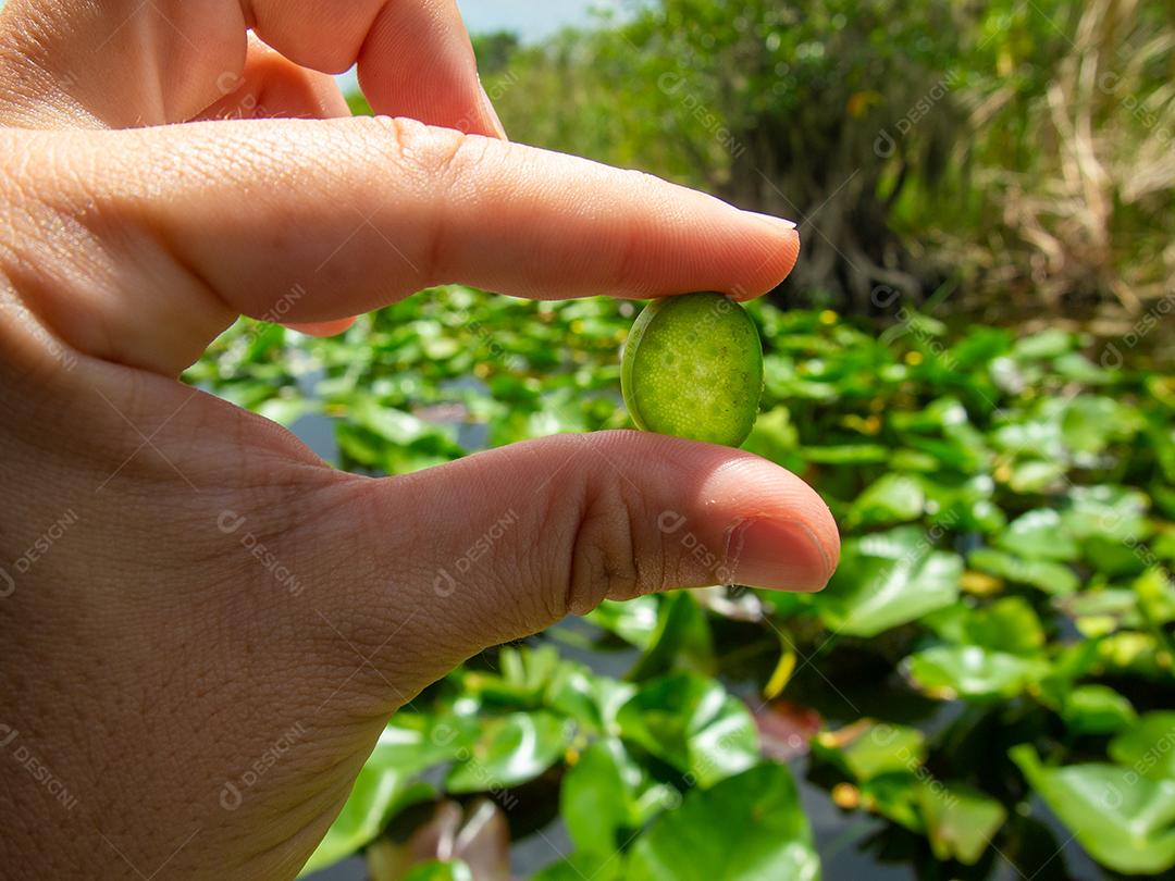 Visão atenta da mão segurando uma pequena planta do pântano