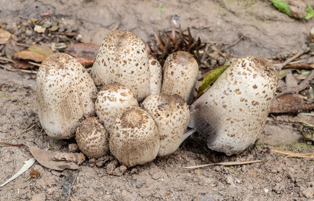 Cogumelos brancos no chão de uma floresta tropical no Brasil