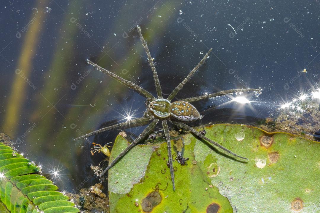 Aranha aquática sobre a água em uma lagoa