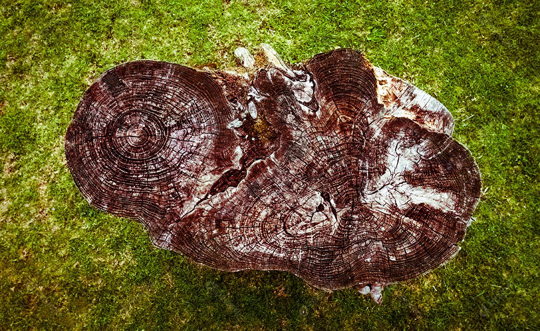 Vista superior de uma árvore cortada com um fundo de grama verde.