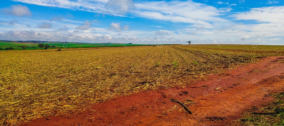 Vista da estrada entre plantações de cana-de-açúcar