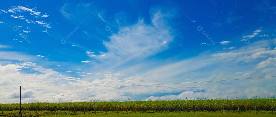 Vista do céu e plantação de cana-de-açúcar.