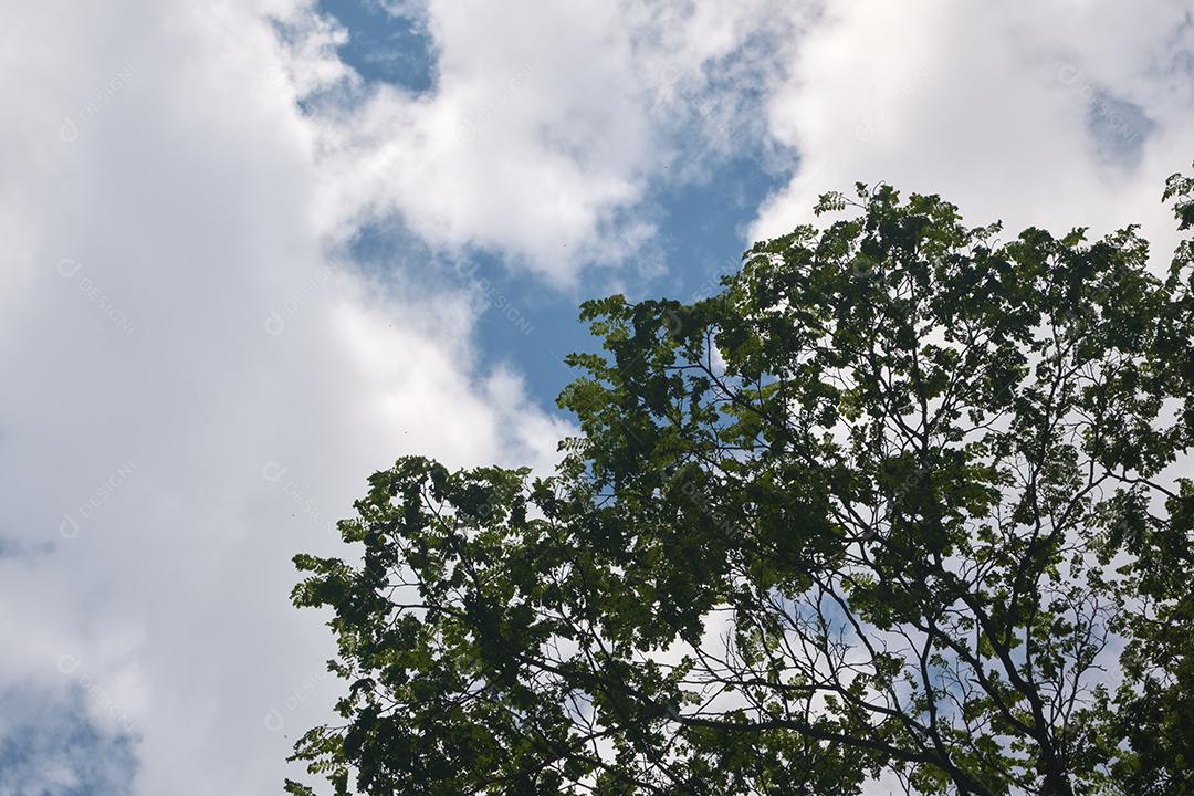Vista debaixo do céu com copas das árvores.