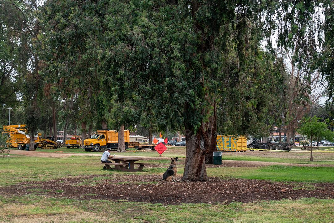 Vista de cachorro latindo para esquilos na árvore do parque.