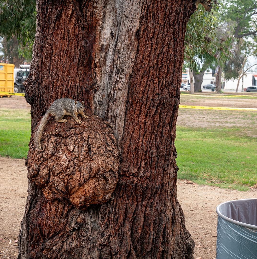 Vista de um esquilo fofo em uma árvore no verão.