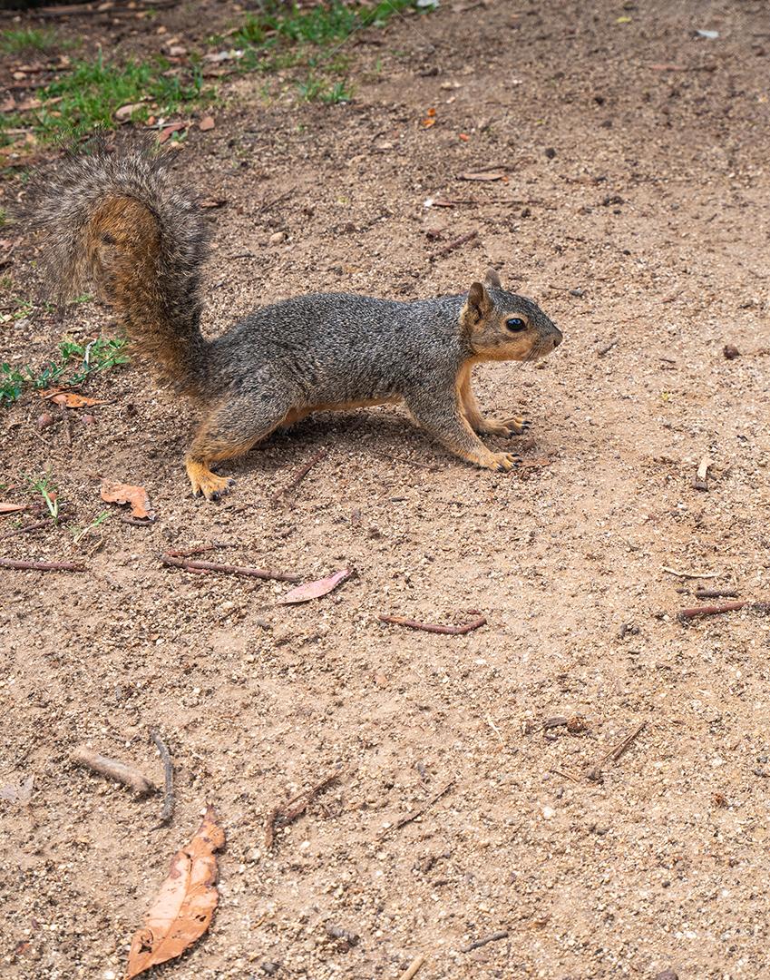 Esquilo vista no chão do parque, olhando para a câmera.