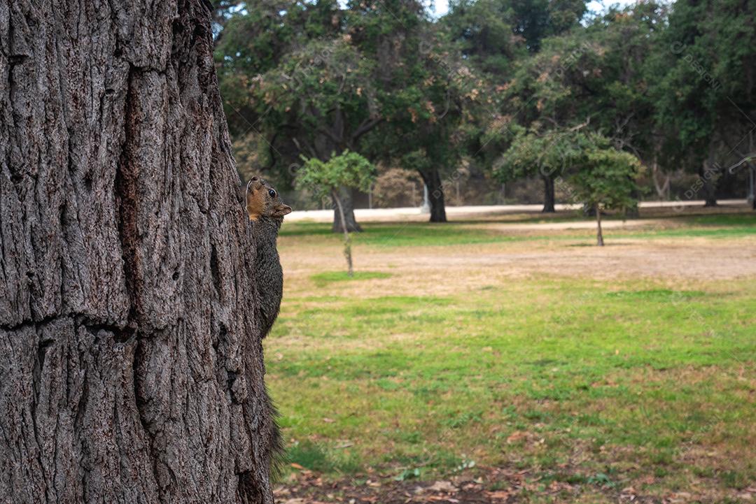 Esquilo vista no chão do parque, olhando para a câmera.