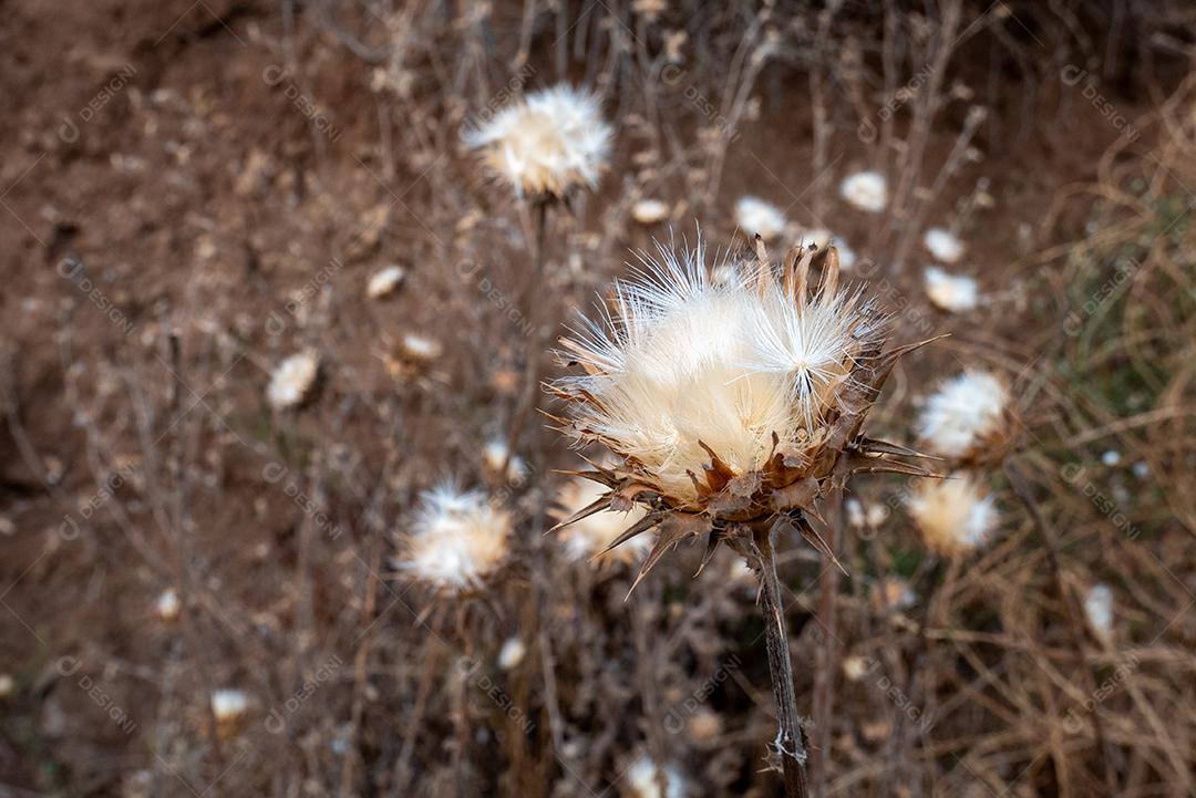 Vista de flores de dente de leão na montanha.
