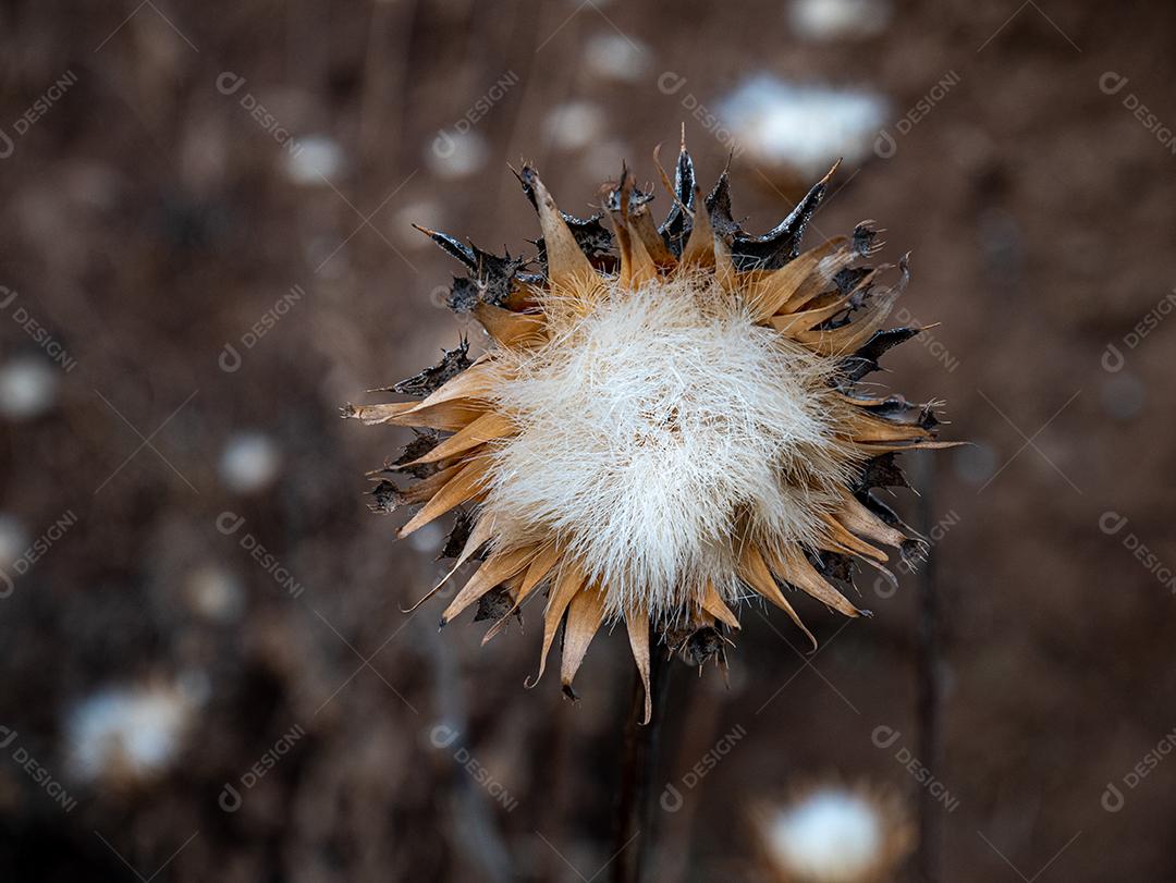 Vista de flores de dente de leão na montanha.