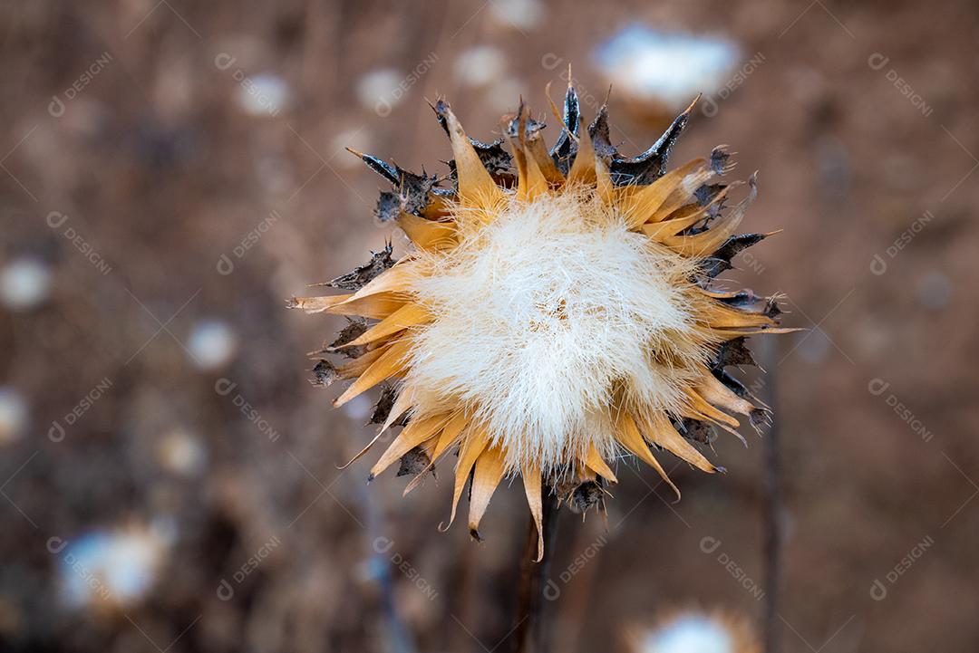 Vista de flores de dente de leão na montanha.
