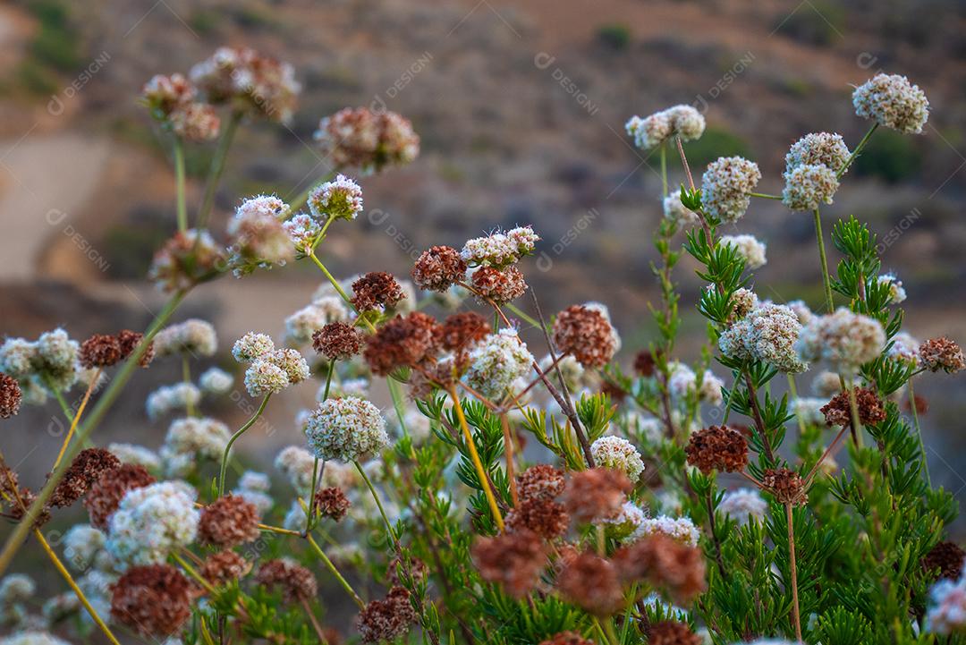 Vista de flores de dente de leão na montanha.