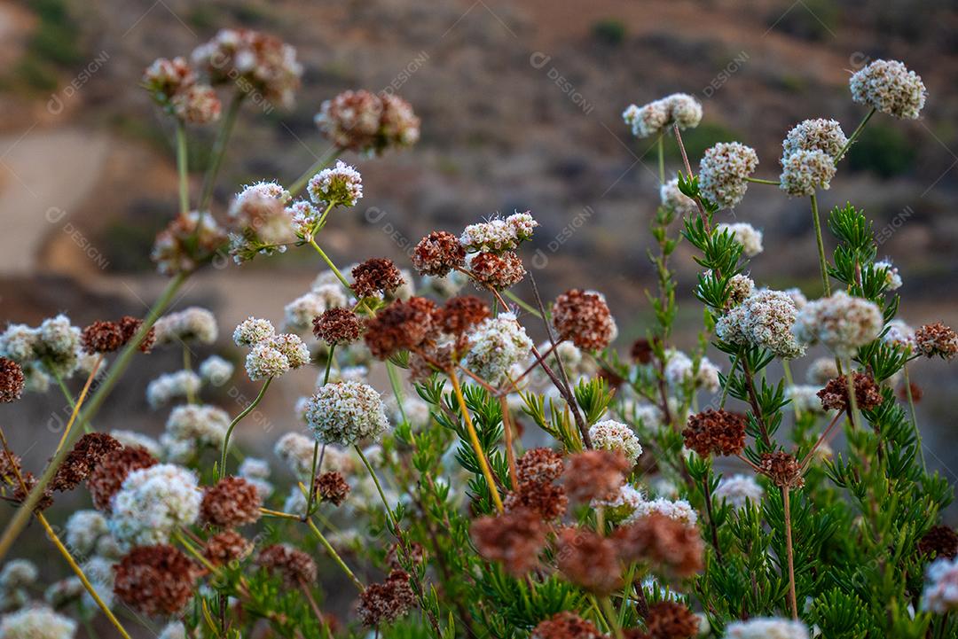 Vista de flores de dente de leão na montanha.