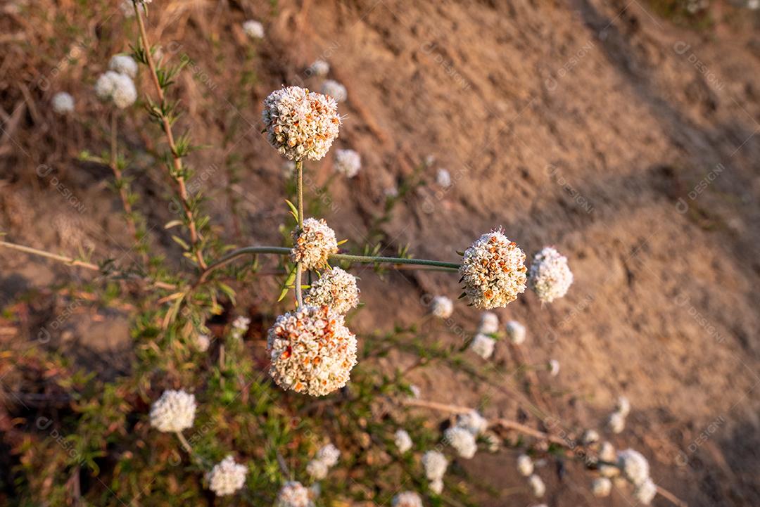 Vista de flores de dente de leão na montanha.