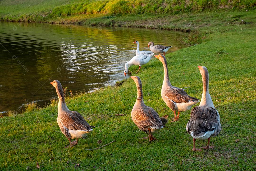 Grupo de grandes patos na grama perto do lago.