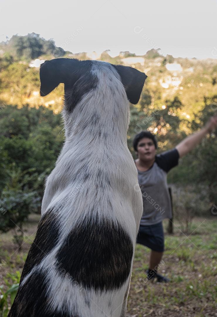 Vista traseira Cão olhando menino jogando.