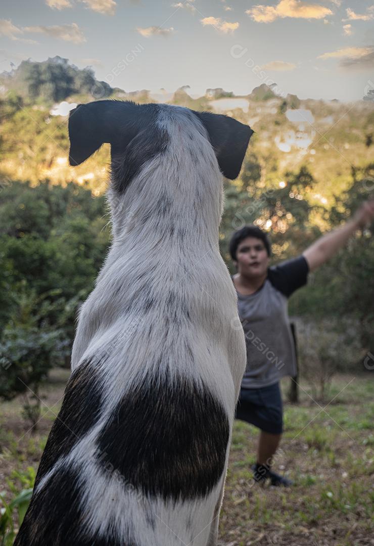 Vista traseira Cão olhando menino jogando.