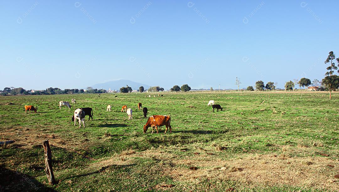 Gado bovinos sobre pastos fazenda vacas pastando sobre céu azul