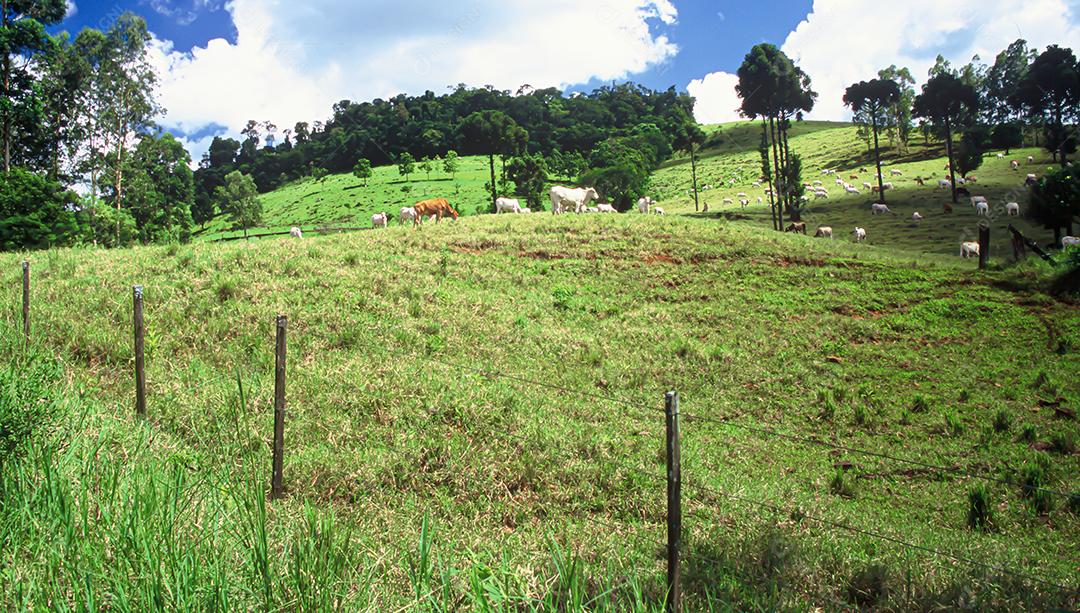 Gado bovinos sobre pastos fazenda vacas pastando sobre céu azul