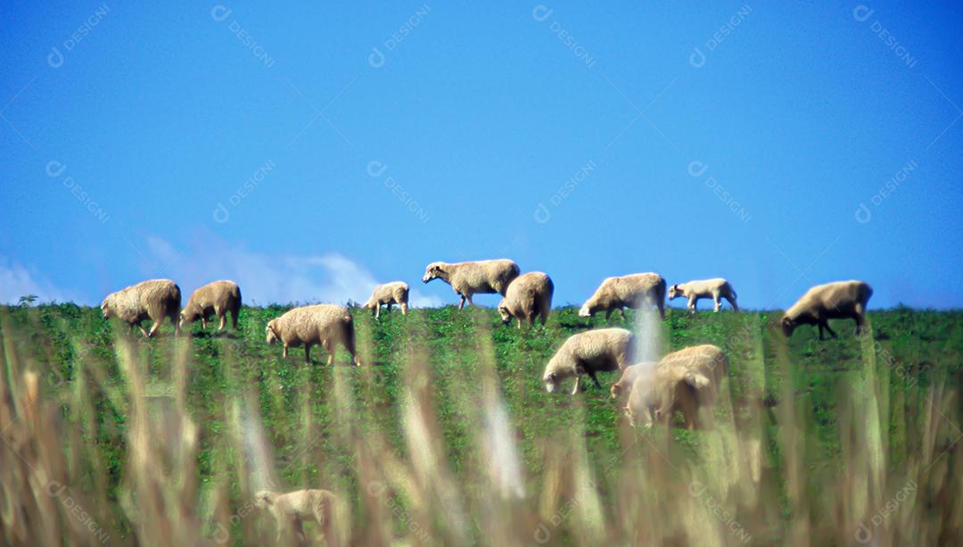 Ovelhas comendo no campo sob o céu azul